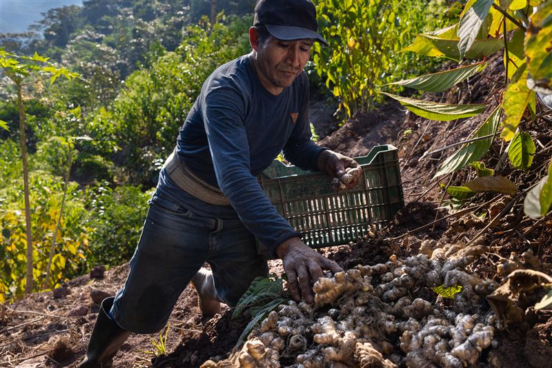 Agricultor cosechando jengibre orgánico en una ladera