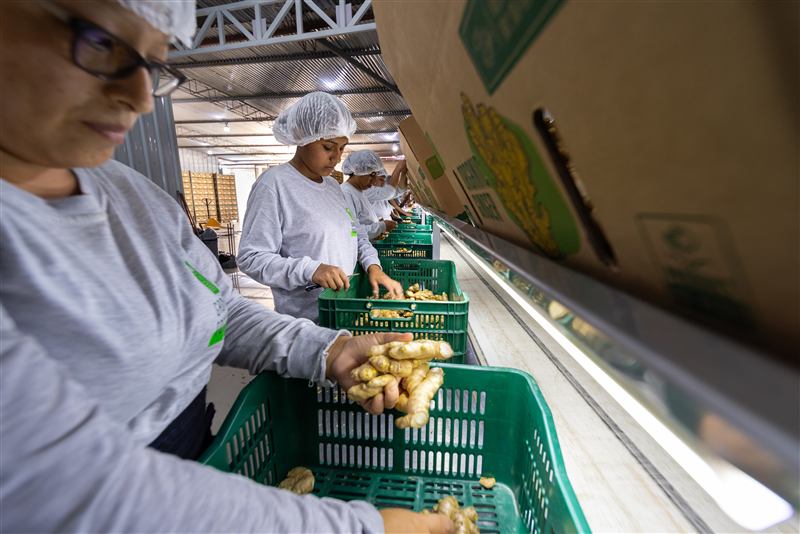 Trabajadoras de la línea de empaque seleccionando jengibre a mano