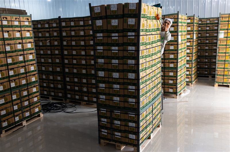 Cajas de jengibre orgánico paletizadas, listas para exportar